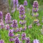 400 seeds lemon mint . non-gmo garden heirloom herbs hummingbird