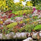 150 seeds mixed sedum stonecrop succulent groundcover red pink purple  flower