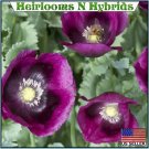 10,000 heirloom organic lauren's grape papavaer somniferum poppy seeds. non-gmo