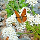 1001white yarrow flower seed milfoil perennial native wildflower medicinal herb