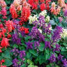 100 seeds mixed colors salvia splendens red purple white pink sage flower