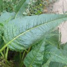 1000 seeds nicotiana acuminata var. multiflora tobacco