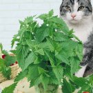 seeds 250 catnip seed, heirloom non-gmo fresh for your garden and fur babies