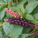 seeds 100 pokeweed x - p. americana organic diy pink purple dye project crafts