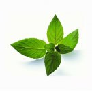 seeds 50 peppermint mentha piperita hybrid mint aromatic herb plants