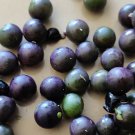 100 seeds semillas de hierba mora orgánicas organic nightshade