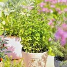 501italian oregano seed organic herb patio container vegetable garden perennial