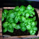 seeds 30 sweet basil - great flavor comb.s/h see our store