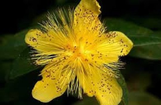 100 st. john"s wort seeds, hypericum perforatum, medicinal herb, organic
