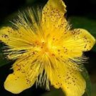 100 st. john"s wort seeds, hypericum perforatum, medicinal herb, organic