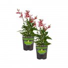 19 2-pack oz. pineapple sage herb plants for cooking and aromatherapy