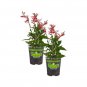 19 2-pack oz. pineapple sage herb plants for cooking and aromatherapy