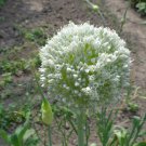200 seeds allium sativum (garlic) | non-gmo garden
