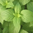 200 organic lemon basil seeds, non gmo-us grow,