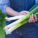 250 seeds large american flag leek onion -- heirloom - organic non gmo fresh