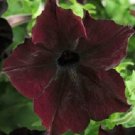 15 seeds sophistica blackberry petunia ~ pelleted