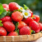 200 seeds pcs cream strawberry - hardy perennial herb, fall & spring planting