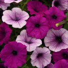 20 seeds ~ easy wave plum pudding (improved) * trailing petunia pelleted