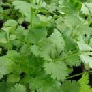 seeds cilantro slow bolting (coriander) herb heirloom vegetable 1/4 lb