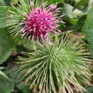 seeds burdock - arctium lappa gobo thorny burr root qty
