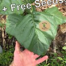 seeds ~500 mohawk tobacco seeds-high nic content  (north american grown)