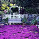 seeds 20000 magic purple creeping thyme for planting ground cover plants heirlo