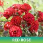 red rose seed