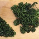 400 seeds forst green parsley - fresh harvest for gardens