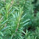 50 rosemary seeds, rosmarinus officinalis, organic, medicinal herb