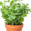 200lemon balm seeds(melissa officinalis)common balmmint sweet heirloom