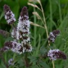 250 seeds peppermint mint mentha piperita herb flower