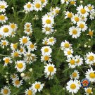 2000 seeds roman chamomile herb flower anthemis nobilis