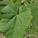 seeds indian mallow, velvet leaf, buttonweed (abutilon theophrasti)