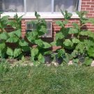 seeds 3000 tobacco organically grown non gmo
