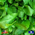 720 seeds marjoram sweet large leaf sorrel non-gmo heirloombtgo 75% off
