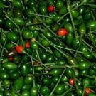 tabasco pequin pepper seeds.semillas dechile piquin 15( texas wild hot)