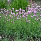 200 chives seeds, heirloom non-gmo, always fresh delicate onion flavor