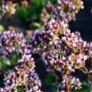 1 seeds oregano herb seeds, perennial, g apprx. 8,900