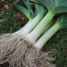 300 seeds giant musselburgh leek onion fresh harvest for gardens