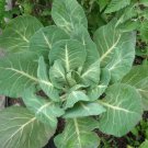1000 georgia collards (southern / walking) collard greens brassica oleracea seed