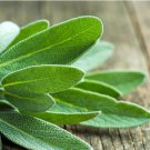 50 seeds fresh broadleaf sage salvia officinalis