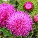 100 organic blessed milk thistle silybum marianum hummingbird purple flower seed