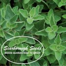 seeds 1000 scarborough greek oregano herb heirloom non-gmo fragrant