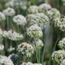 seeds mountain mint {pycnanthemum virginianium} 100 u.s.