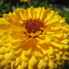 500 seeds pacific beauty yellow marigold calendula officinalis flower