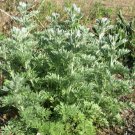 seeds wormwood artemisia absinthium - 1,000 bulk