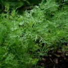 2021 seeds 1,300 dill herb seeds- bouquet- $1.69 max. per order