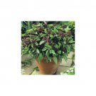 seeds basil licorice great garden herb by seed kingdom (1 oz )