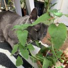 100 seeds catnip catswort herb medicinal magic catmint non gmo organic garden