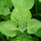 seeds shiso herb (korean perilla) - green heirloom